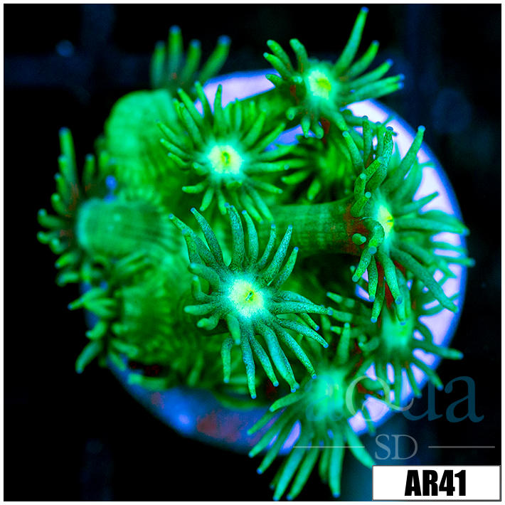 Neon Star Goni