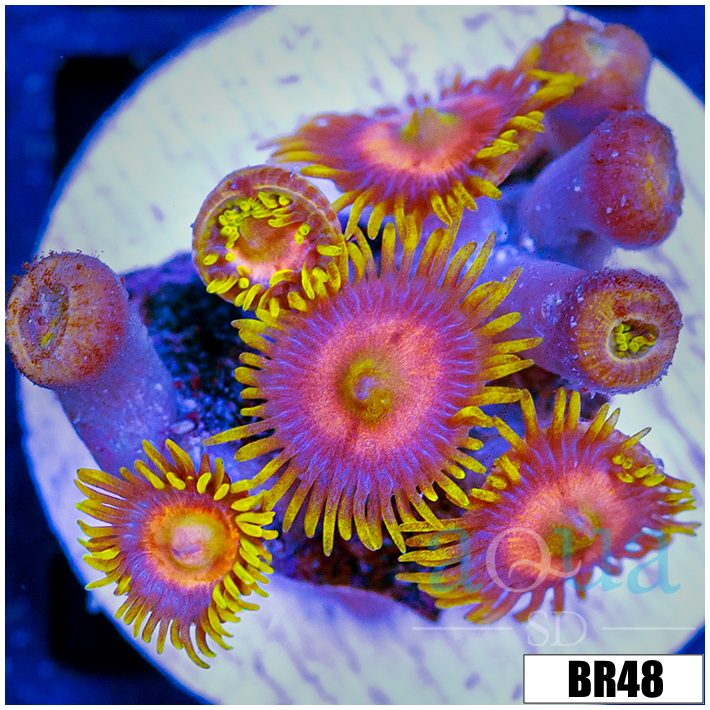 Sunflower Zoanthids