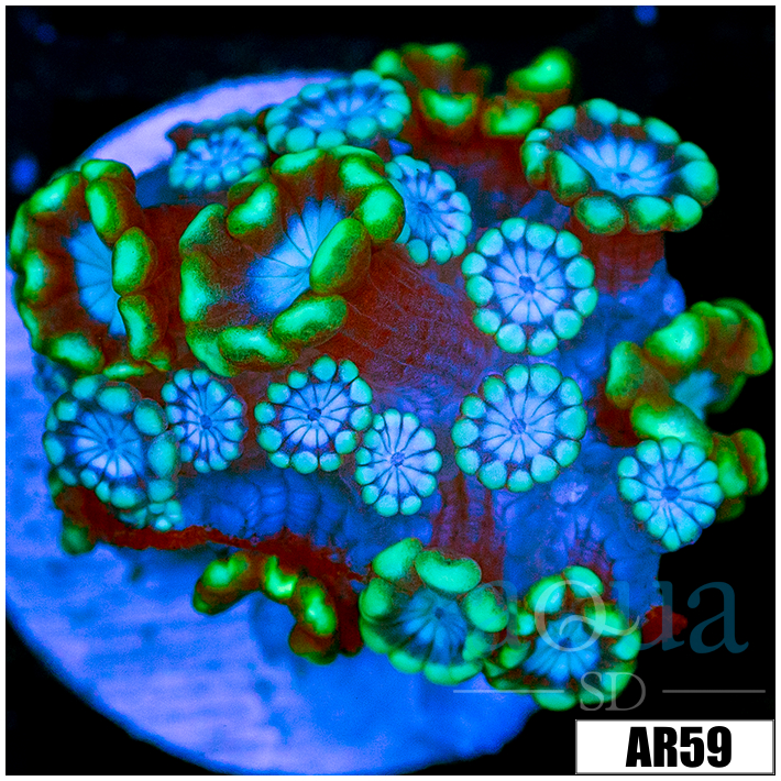 Green Petals Alveopora