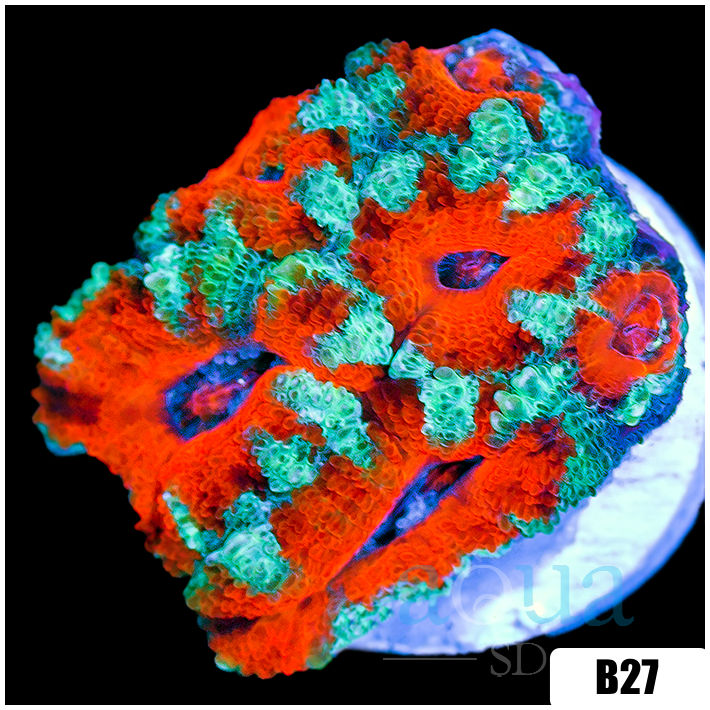 Teal Claw Acan Lord