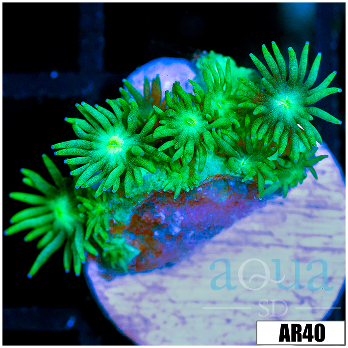 Neon Star Goni