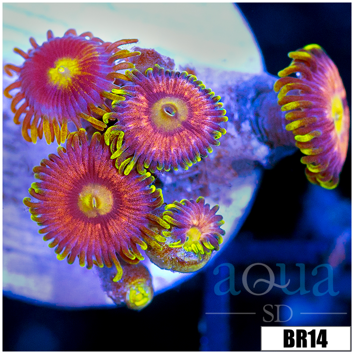 Sunflower Zoanthids