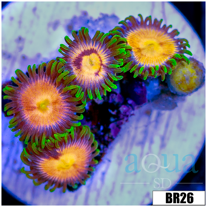 Sunkist Zoanthids