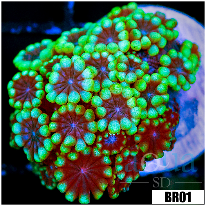 Green Petals Alveopora