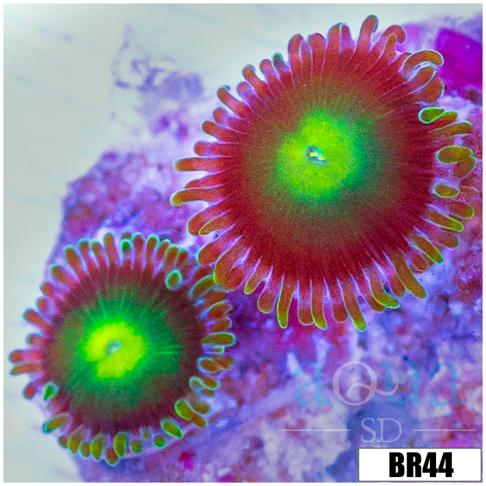 Dragon Eyes Zoanthids