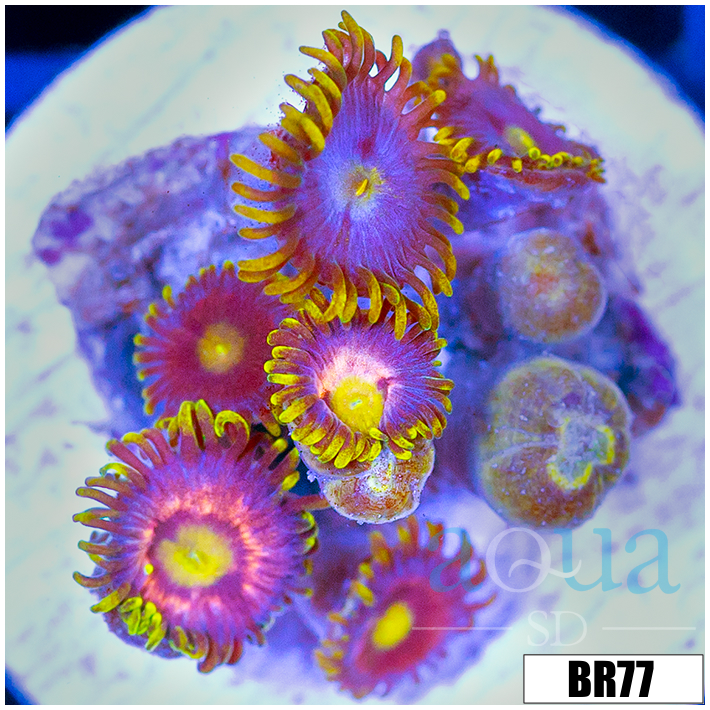 Blowpop Zoanthids