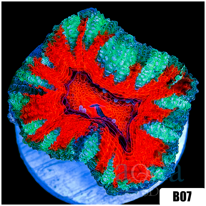 Teal Claw Acan Lord