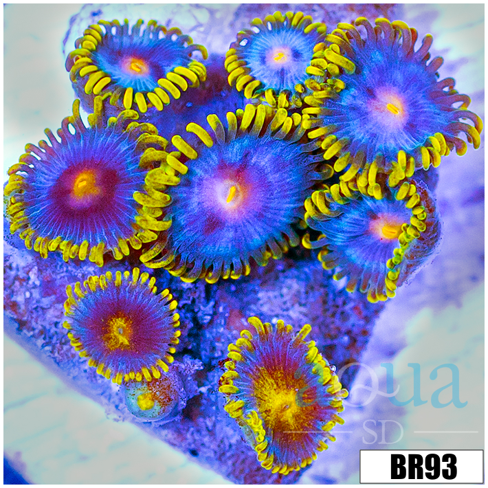 Blowpop Zoanthids