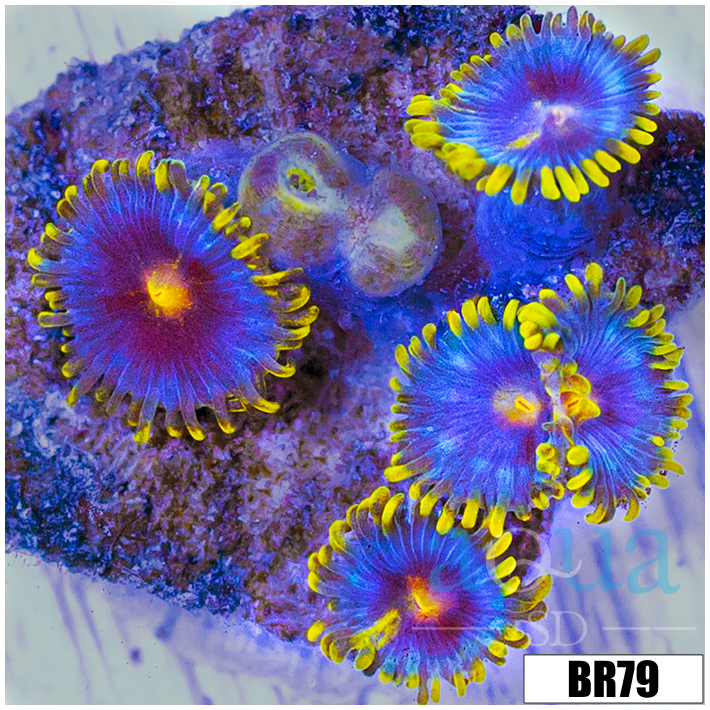 Blow Pop Zoas