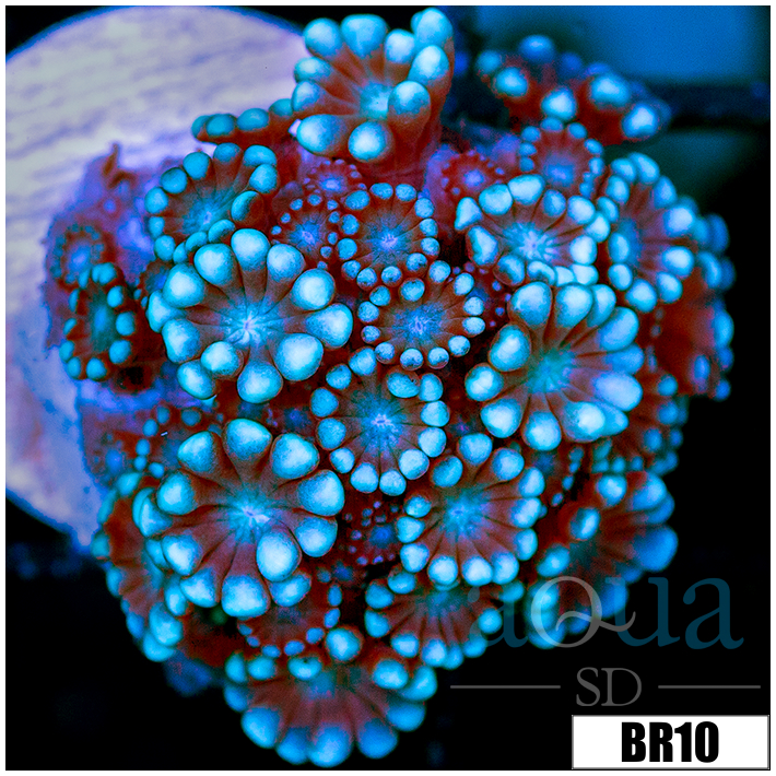 Ice Alveopora