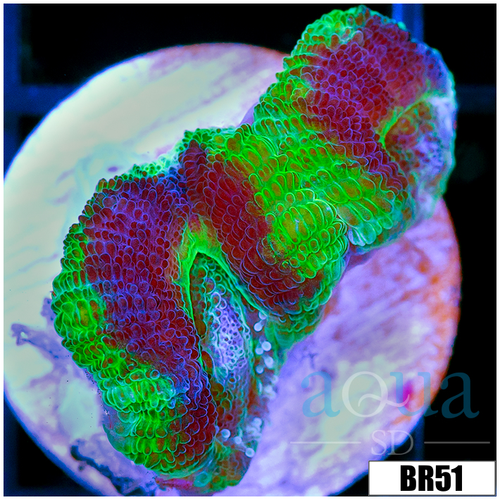 UFO Acan Lord