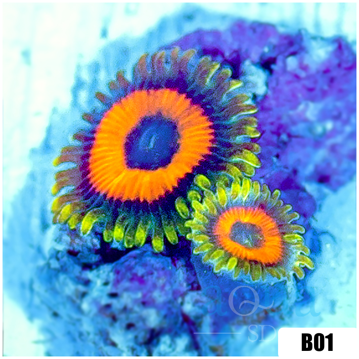 Watermelon Rasta Zoanthids