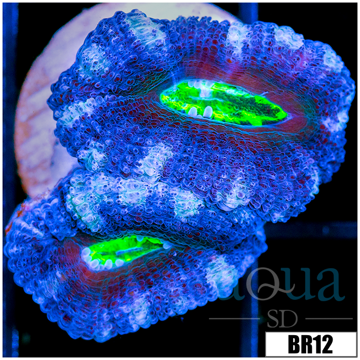 Frosted UFO Acan Lord