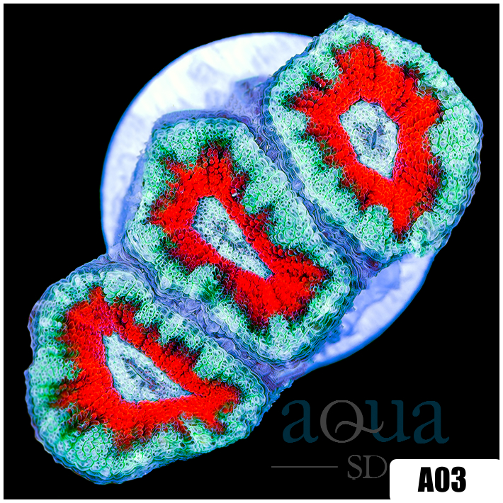 Teal Claw Acan Lord