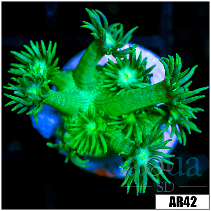 Neon Star Goni