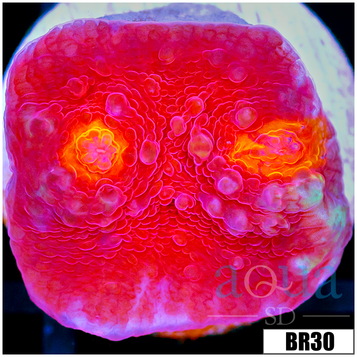 Dragon Ball Chalice