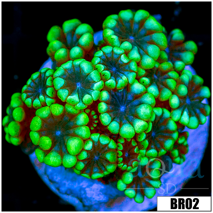 Green Petals Alveopora