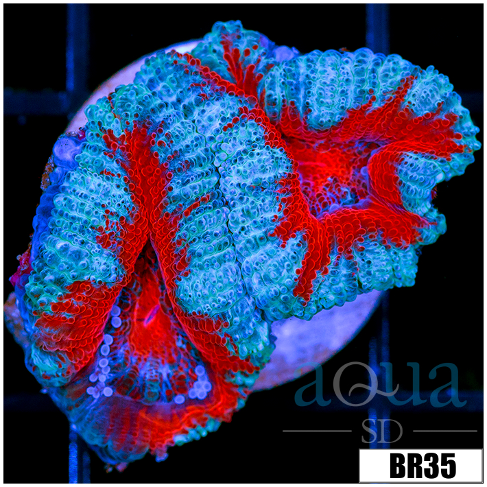 Teal Claw Acan Lord
