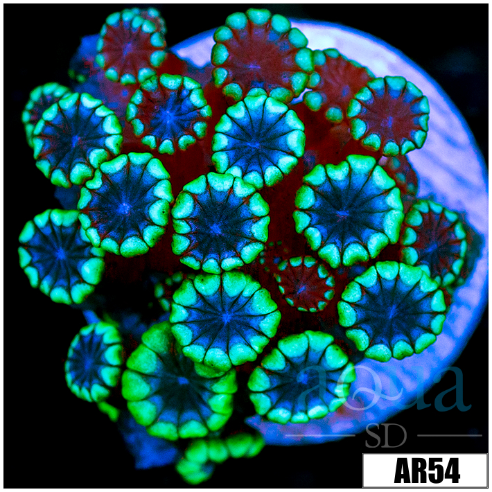 Green Petals Alveopora