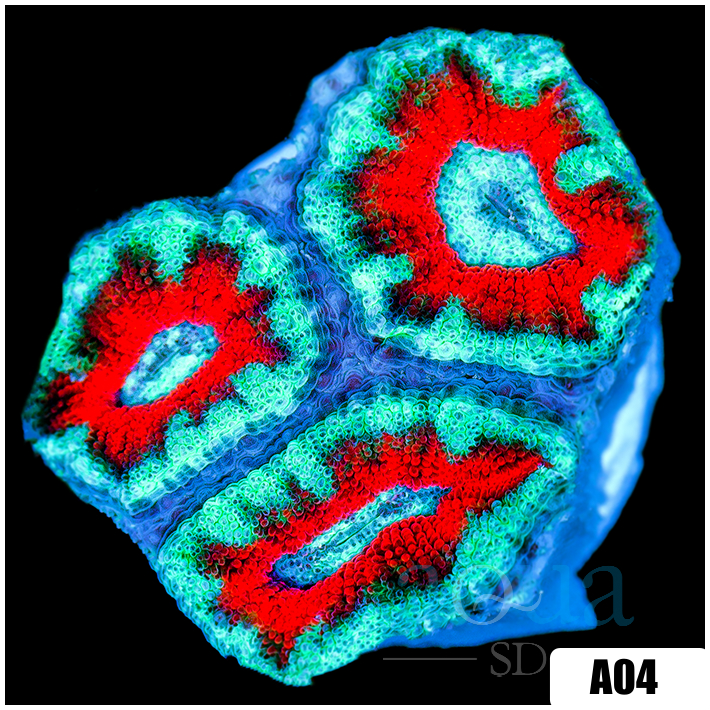 Teal Claw Acan Lord