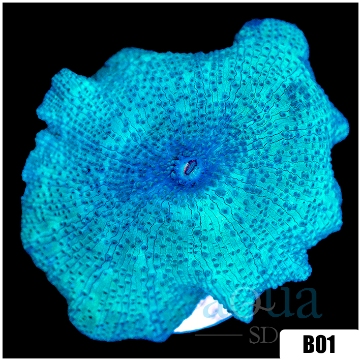 Blue Man Discosoma Mushroom