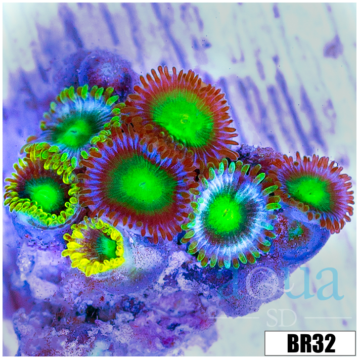 Dragon Eyes Zoas
