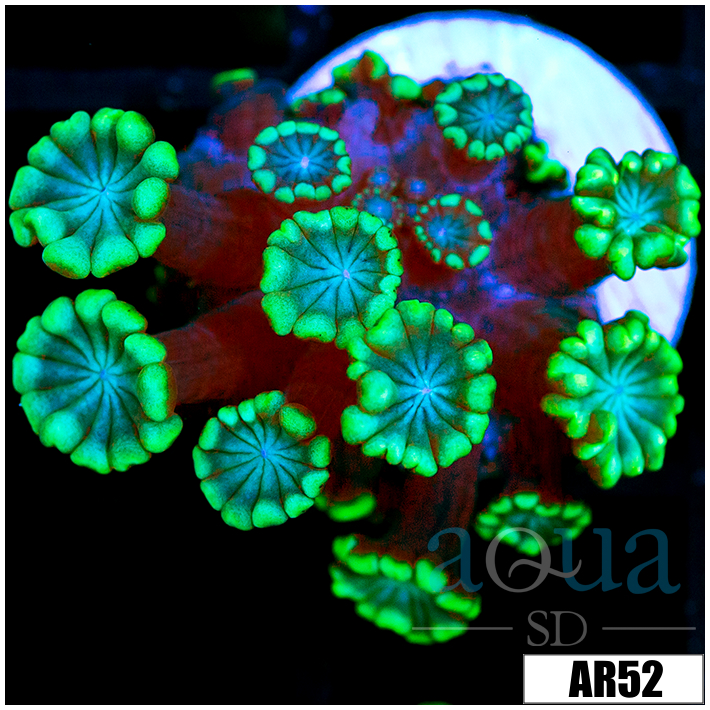 Green Petals Alveopora