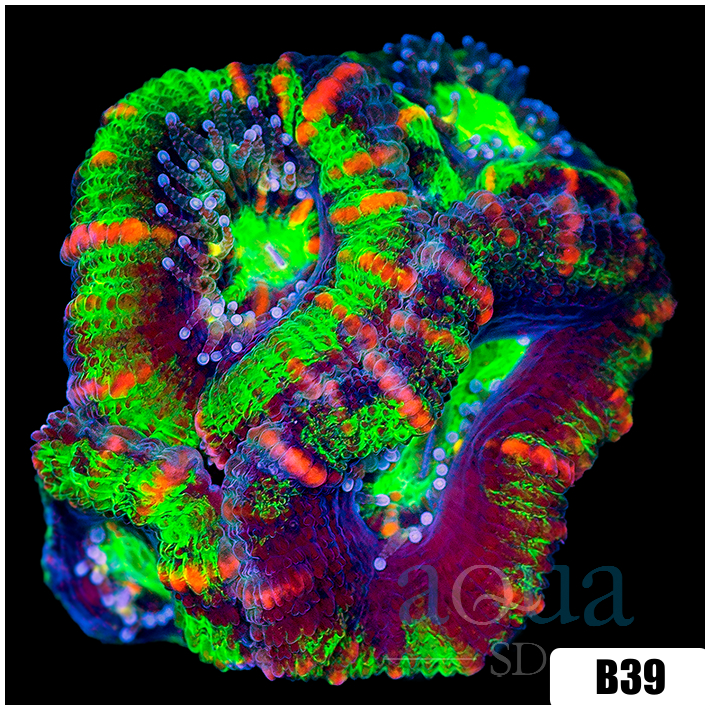 Striped UFO Acan Lord