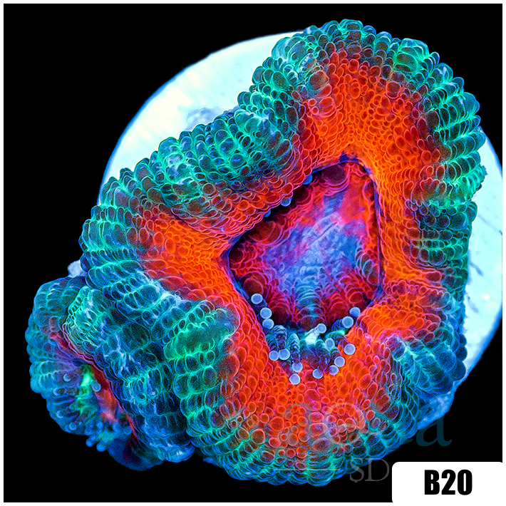 Teal Claw Acan Lord