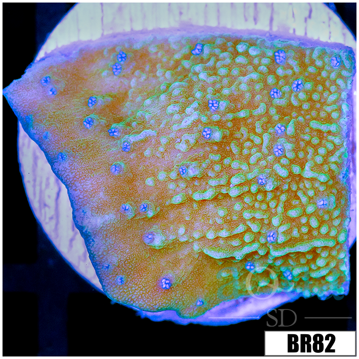 Blueberry Fields Montipora