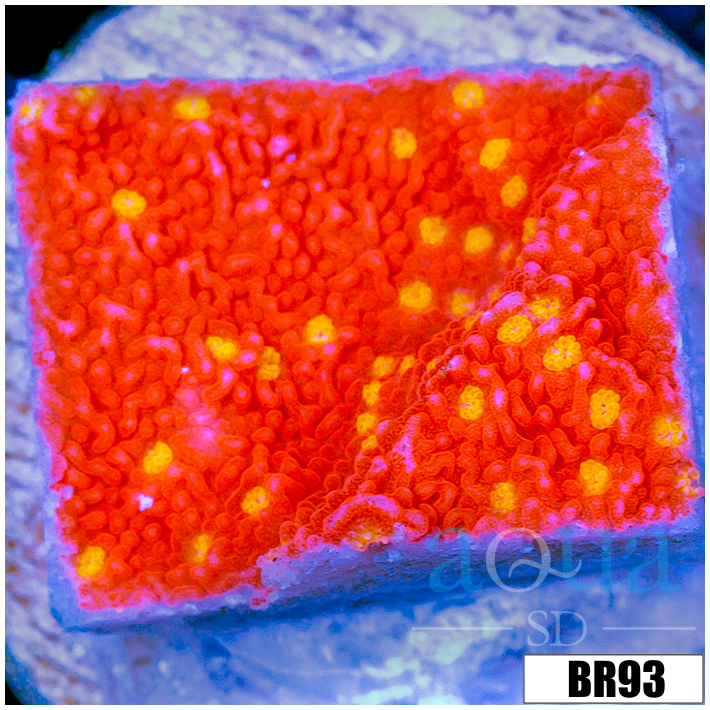 Sunburst Montipora