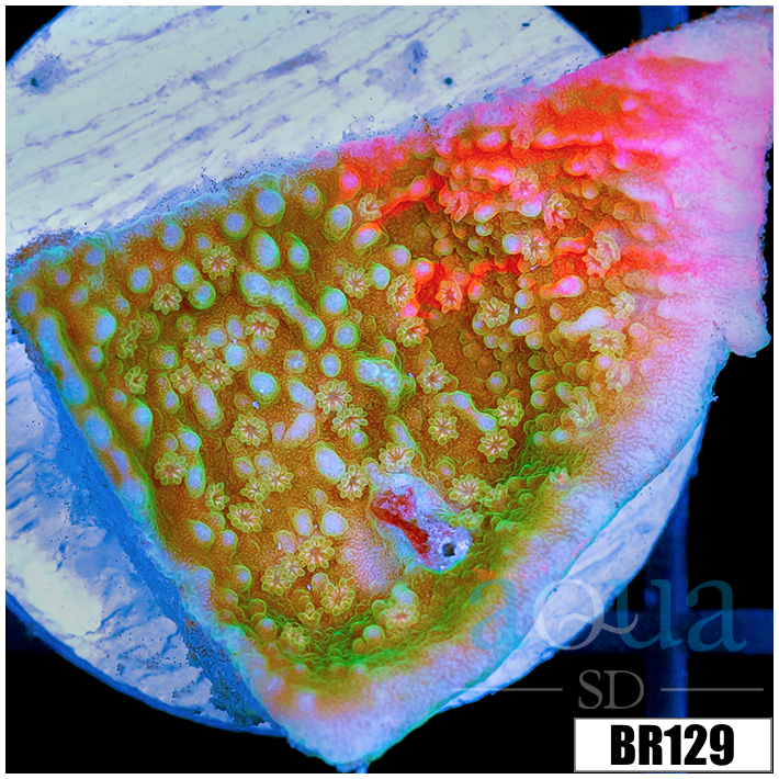 ASD Grafted Montipora