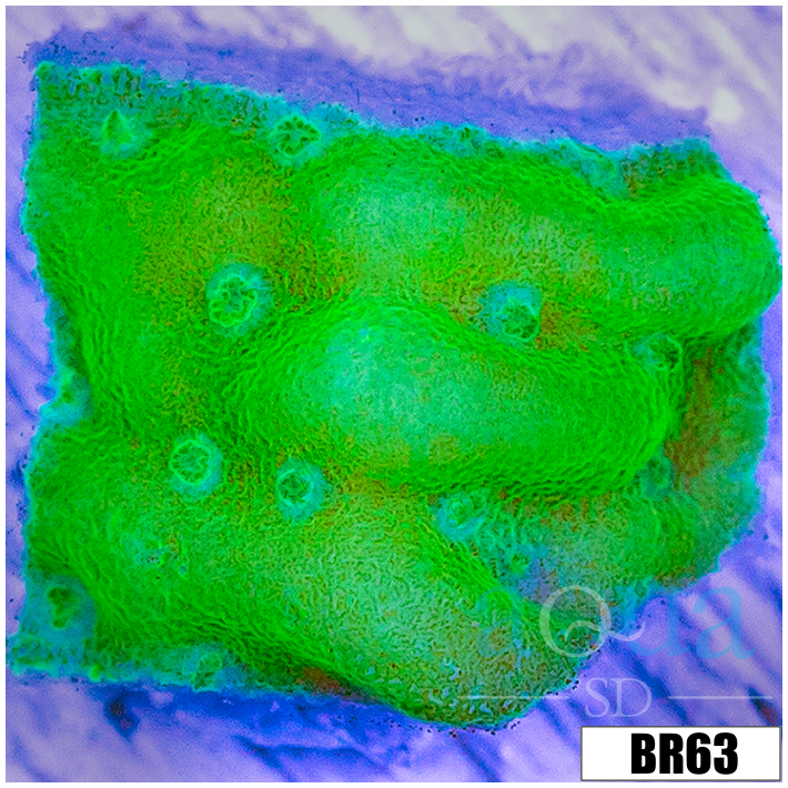 Wasabi Dreams Montipora
