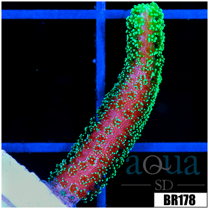CLEARANCE - Indo Birdsnest Frag