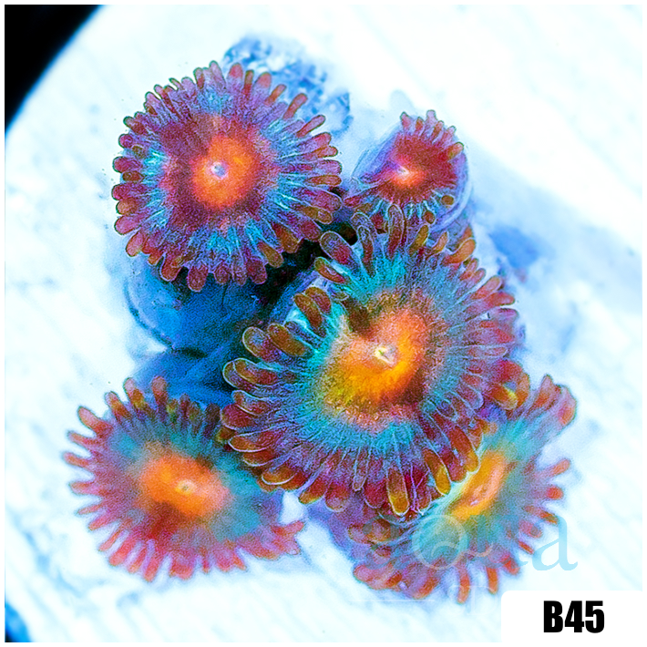 Pumpkin Patch Zoas
