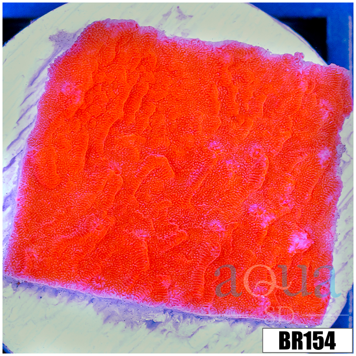 Orange Plating Monti
