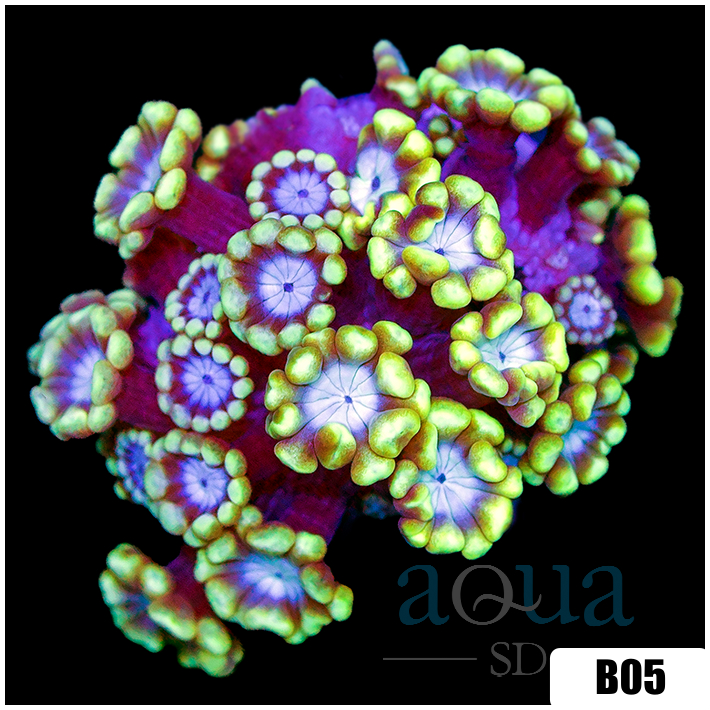 Lime Petals Alveopora