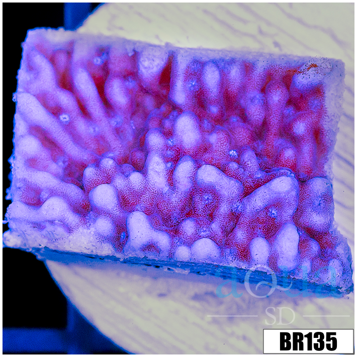 Purple Haze Montipora
