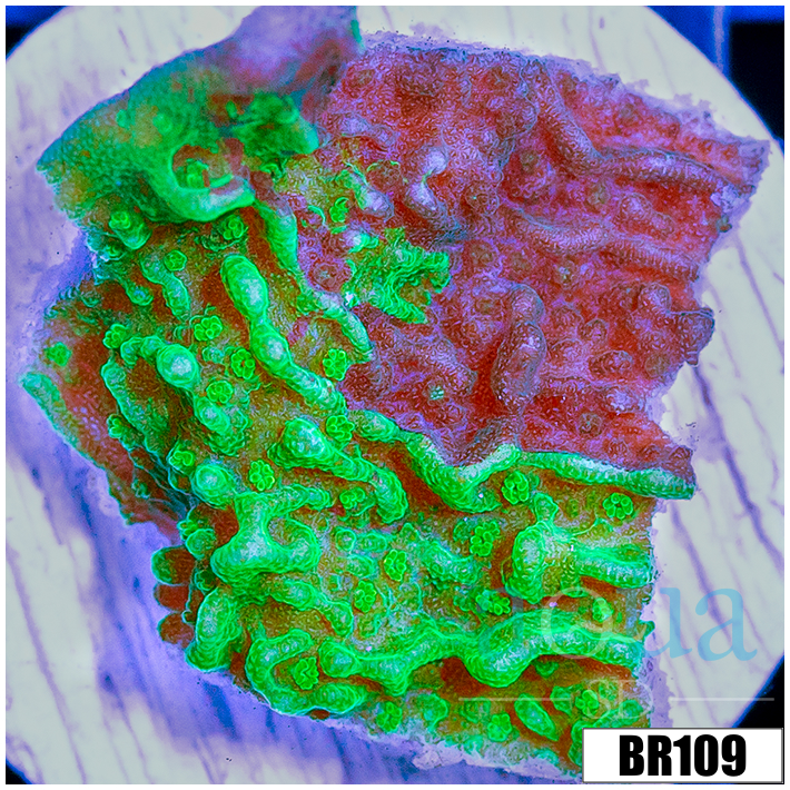 JF Cold Fusion Montipora