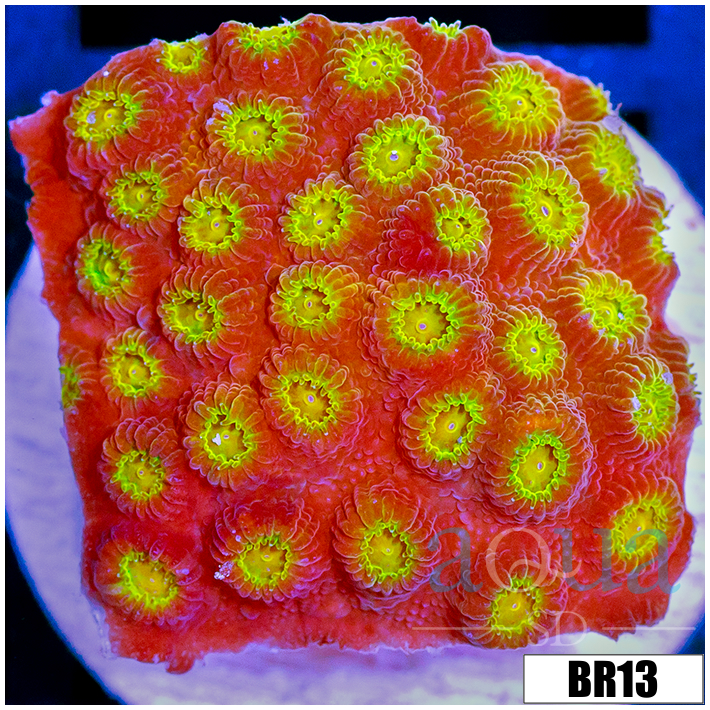 Golden Cyphastrea