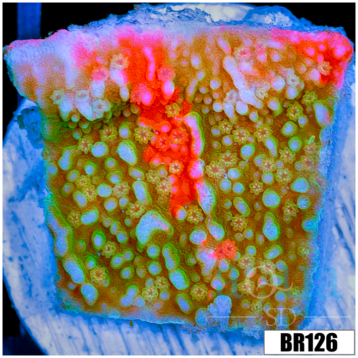 ASD Grafted Montipora