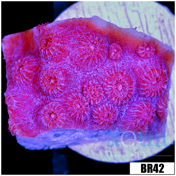 CLEARANCE - Grape Cyphastrea