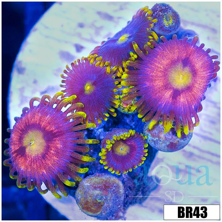 Sunflower Zoanthids