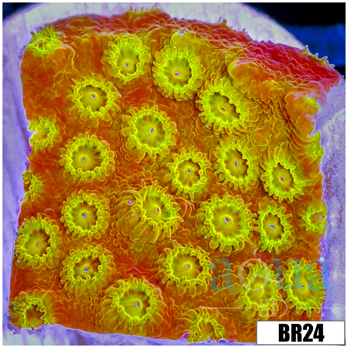 Golden Cyphastrea