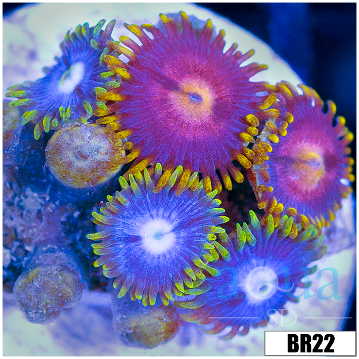 ASD Combo Zoanthids