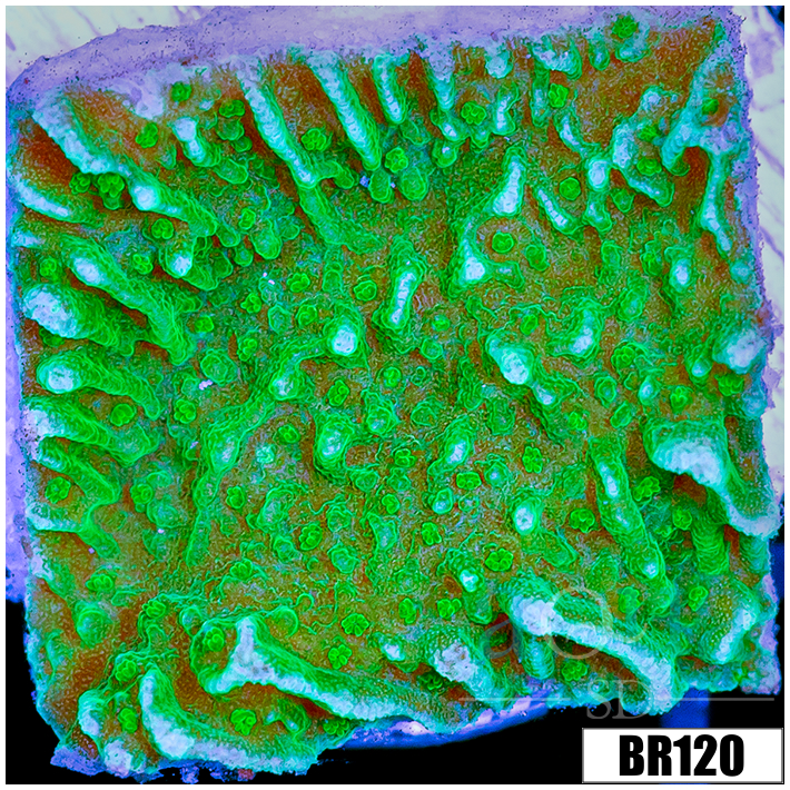 Neon Monti