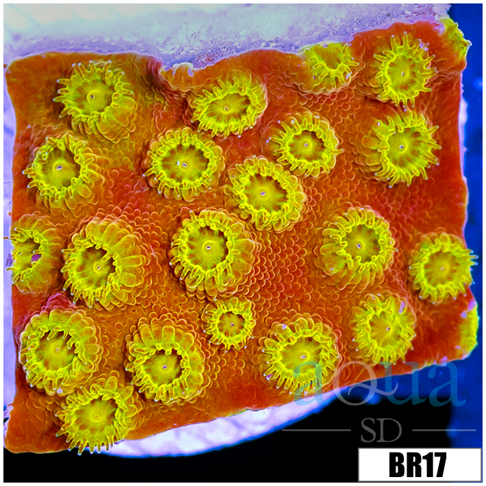 Golden Cyphastrea