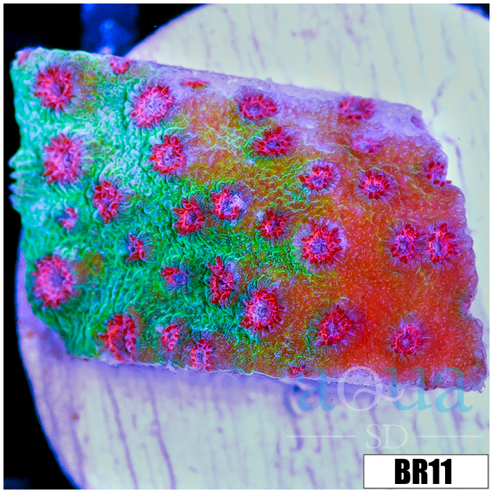 CLEARANCE - Watermelon Gushers Cyphastrea