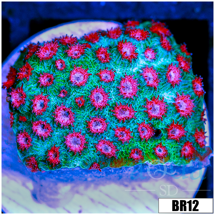 Watermelon Gushers Cyphastrea
