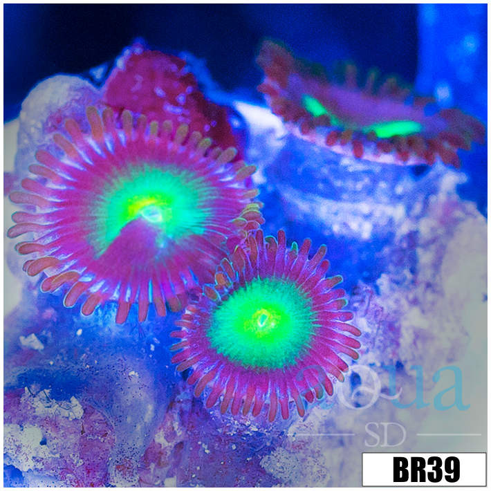 Dragon Eyes Zoas